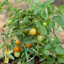 Load image into Gallery viewer, Tomato, Cherry Red Grape Riesenstraube - Organic