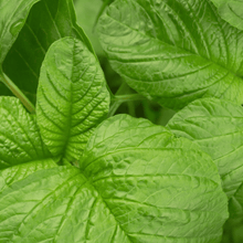 Load image into Gallery viewer, Amaranth, Green Callaloo