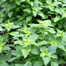 Load image into Gallery viewer, Amaranth, Green Callaloo