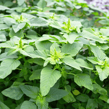 Load image into Gallery viewer, Amaranth, Green Callaloo