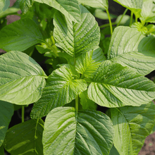 Load image into Gallery viewer, Amaranth, Green Callaloo
