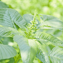 Load image into Gallery viewer, Amaranth, Green Callaloo