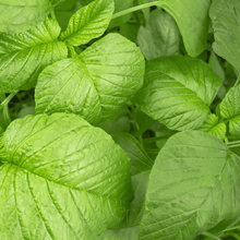 Load image into Gallery viewer, Amaranth, Green Callaloo