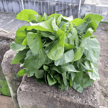 Load image into Gallery viewer, Amaranth, Green Callaloo