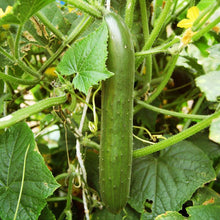 Load image into Gallery viewer, Cucumber, Green Finger - Organic