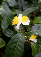 Load image into Gallery viewer, Green Tea