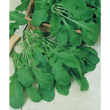 Load image into Gallery viewer, Arugula - Organic