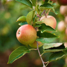 Load image into Gallery viewer, Apple, 3-in-1