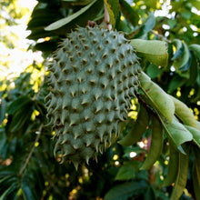 Load image into Gallery viewer, Soursop