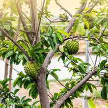 Load image into Gallery viewer, Soursop