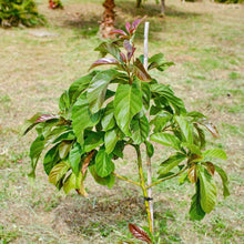 Load image into Gallery viewer, Avocado, Cold Hardy