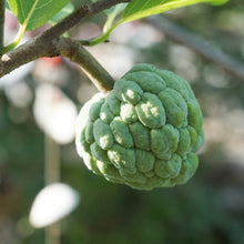 Load image into Gallery viewer, Sugar Apple