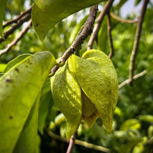 Load image into Gallery viewer, Soursop
