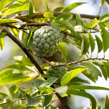 Load image into Gallery viewer, Sugar Apple