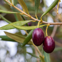 Load image into Gallery viewer, Olive, Koroneiki