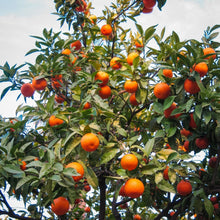 Load image into Gallery viewer, Orange, Cara Cara