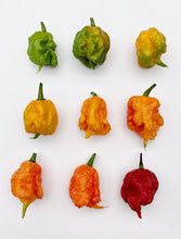 Load image into Gallery viewer, Pepper, Carolina Reaper