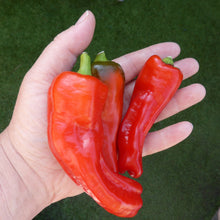 Load image into Gallery viewer, Pepper, Giant Szegedi - Organic