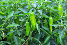 Load image into Gallery viewer, Pepper, Shishito