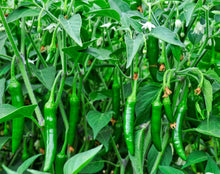 Load image into Gallery viewer, Pepper, Big Jim