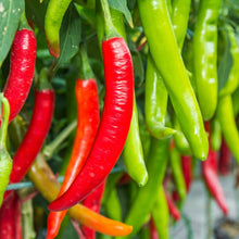 Load image into Gallery viewer, Pepper, Big Jim