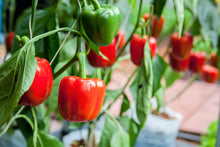 Load image into Gallery viewer, Pepper, Mini Bell - Organic