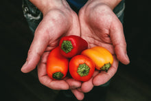 Load image into Gallery viewer, Pepper, Mini Bell - Organic