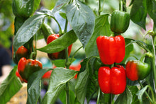 Load image into Gallery viewer, Pepper, Mini Bell - Organic