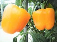 Load image into Gallery viewer, Pepper, Mini Bell - Organic