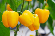 Load image into Gallery viewer, Pepper, Mini Bell - Organic