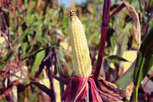 Load image into Gallery viewer, Corn, Kandy Korn