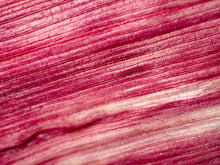 Load image into Gallery viewer, Corn, Kandy Korn