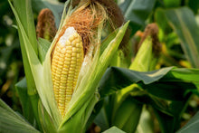 Load image into Gallery viewer, Corn, Sweet Honey Select