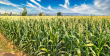 Load image into Gallery viewer, Corn, Sugar Buns