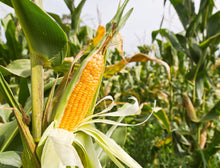 Load image into Gallery viewer, Corn, Sugar Buns