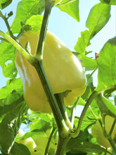 Load image into Gallery viewer, Pepper, White Cloud Bell