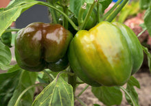 Load image into Gallery viewer, Pepper, Mini Chocolate Bell