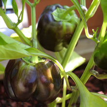 Load image into Gallery viewer, Pepper, Mini Chocolate Bell