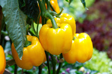 Load image into Gallery viewer, Pepper, Mini Bell - Organic