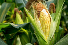 Load image into Gallery viewer, Corn, Sugar Buns