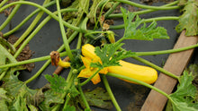 Load image into Gallery viewer, Summer Squash, Golden Zucchini