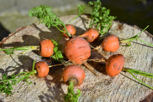 Load image into Gallery viewer, Carrot, Parisian