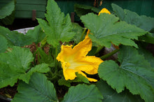 Load image into Gallery viewer, Summer Squash, Golden Zucchini