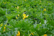 Load image into Gallery viewer, Summer Squash, Golden Zucchini