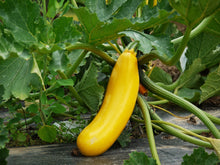 Load image into Gallery viewer, Summer Squash, Golden Zucchini