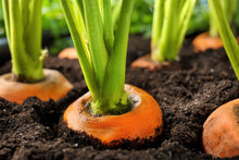 Load image into Gallery viewer, Carrot, Parisian