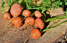 Load image into Gallery viewer, Carrot, Parisian