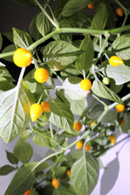 Load image into Gallery viewer, Pepper, Yellow Biquinho