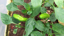 Load image into Gallery viewer, Pepper, Giant Aconcagua