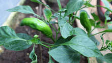 Load image into Gallery viewer, Pepper, Giant Aconcagua